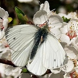 Pieris napi